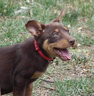 Red kelpie hot sale for sale